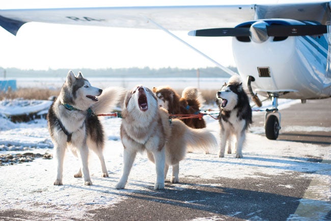 Sled dogs pulling an airplane