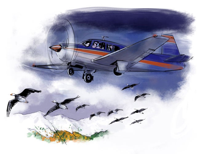 A Really Wild Goose Chase