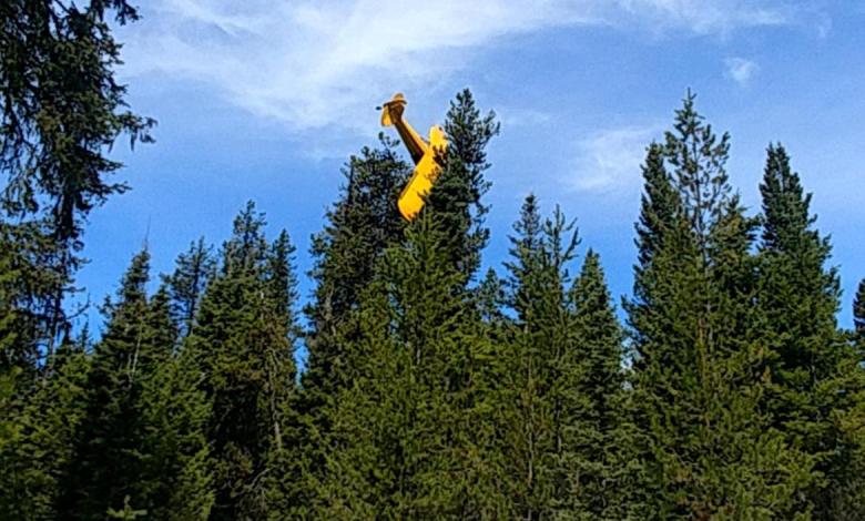 Super cub in tree