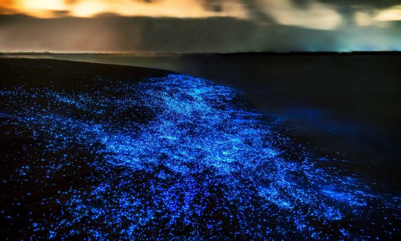 Bioluminescence