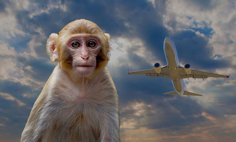 Airport Monkeys