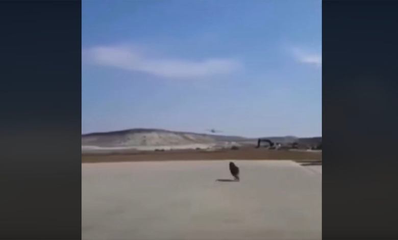 Dog chases P-51 Mustang