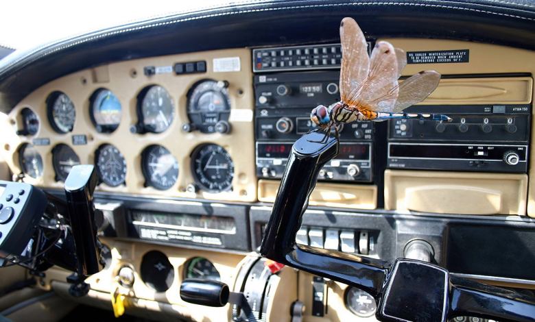 Animals on board