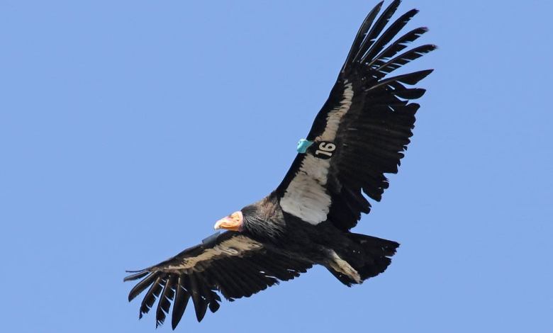 California Condor - Lighthawk Pilots Work to Help Conservation-Threatened Bird Species