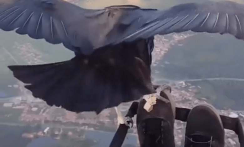 Paragliding vulture video