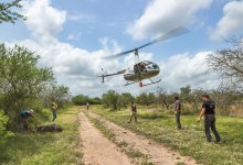 helicopter lifting exotic animal for transport