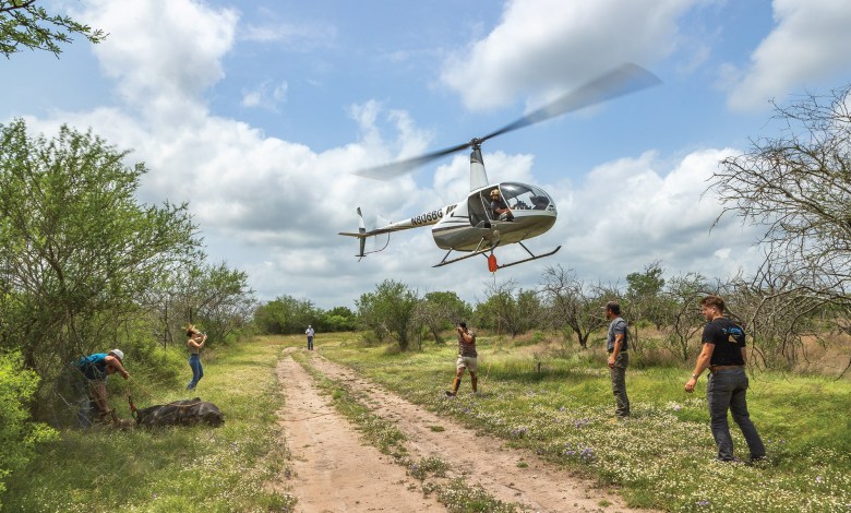 helicopter lifting exotic animal for transport
