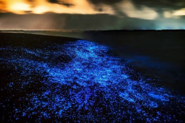 Bioluminescence