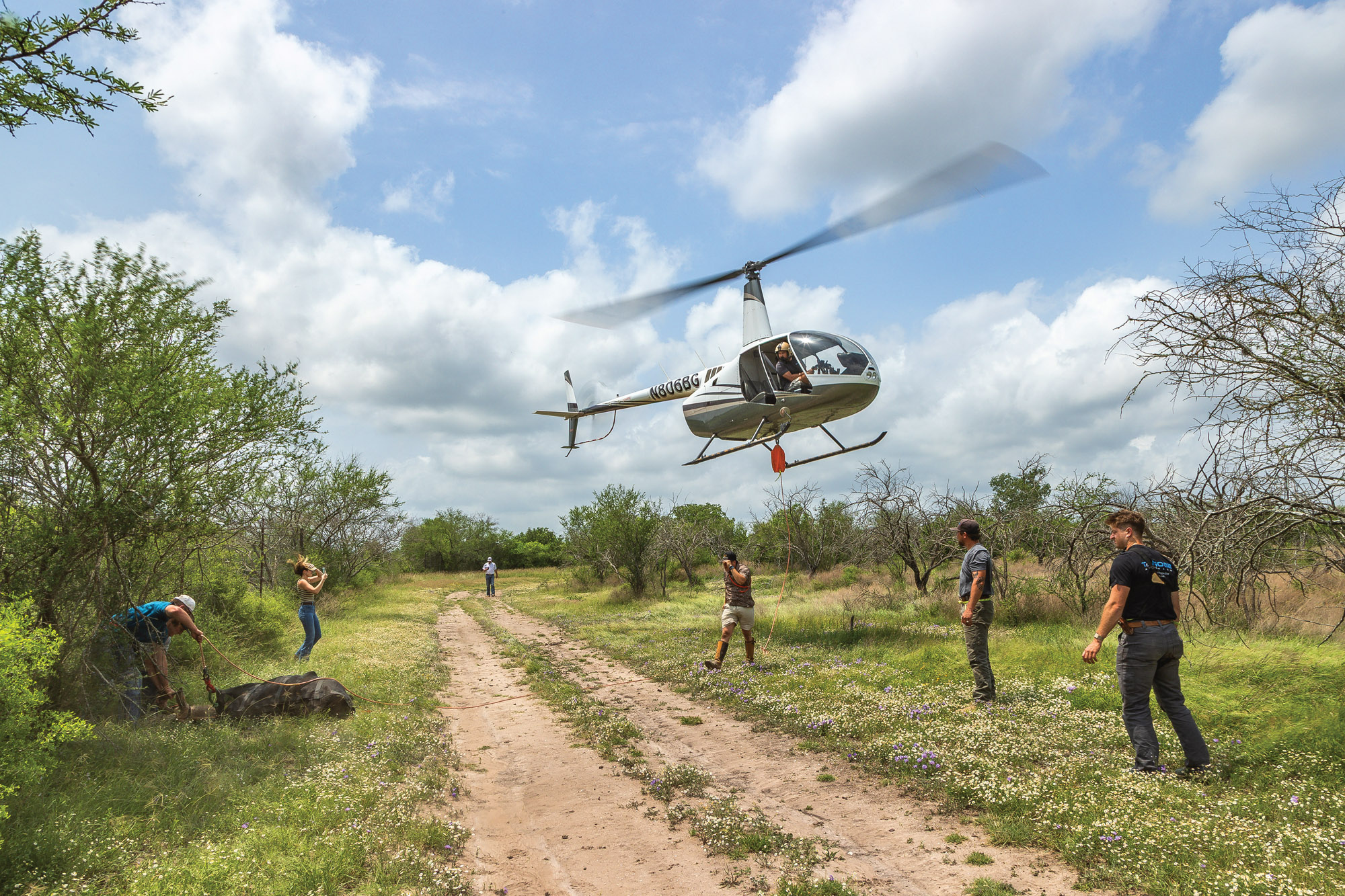 helicopter lifting exotic animal for transport